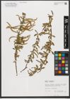 Foto von Salix triandra subsp. triandra L.